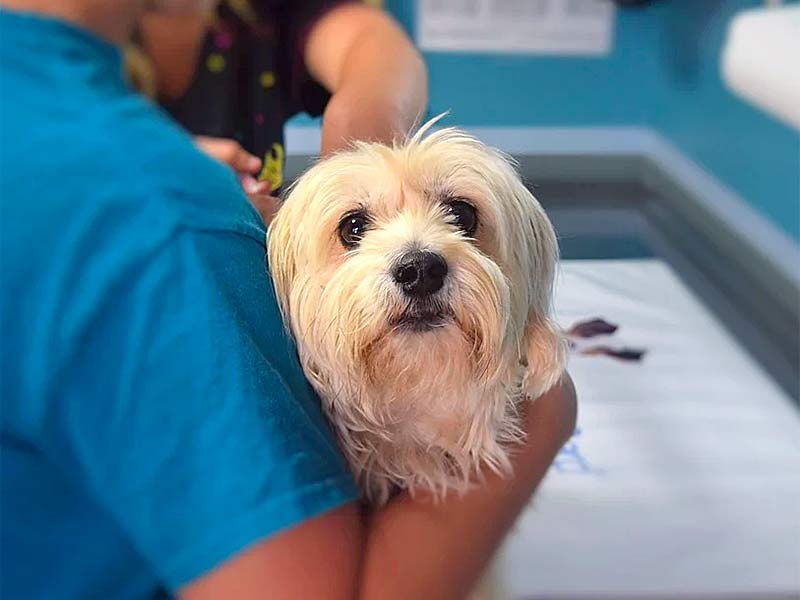 vets and pets veteriner kliniği
